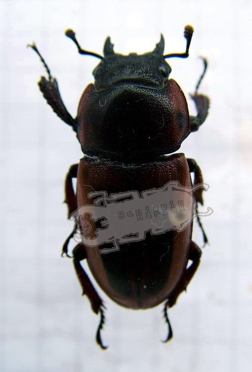 Genus Prosopocoilus the online insect museum